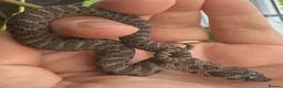Snake reptiles for sale: Various Western Hognose Hatchlings - Advert 18