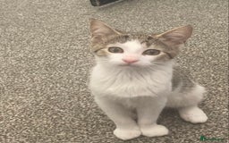 European cats for sale: 2 Adorable Kittens ready for their forever homes  - Image 19