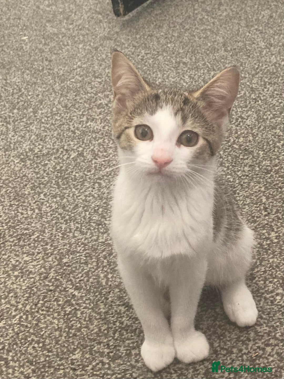 European cats for sale: 2 Adorable Kittens ready for their forever homes  - Image 19