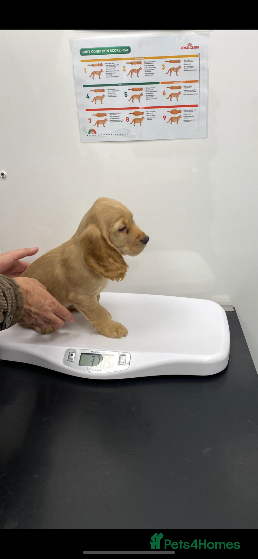 Cocker Spaniel dogs for sale: Superb Quality Royal KC Cocker Spaniel Puppies - Advert 20