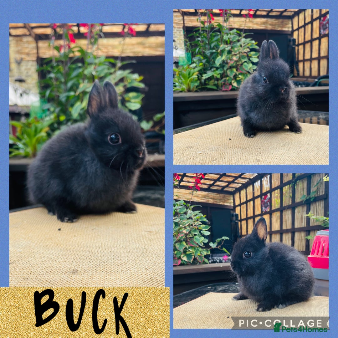 Netherland Dwarf rabbits for sale: Nethie bucks and does ready to reserve  - Image 4