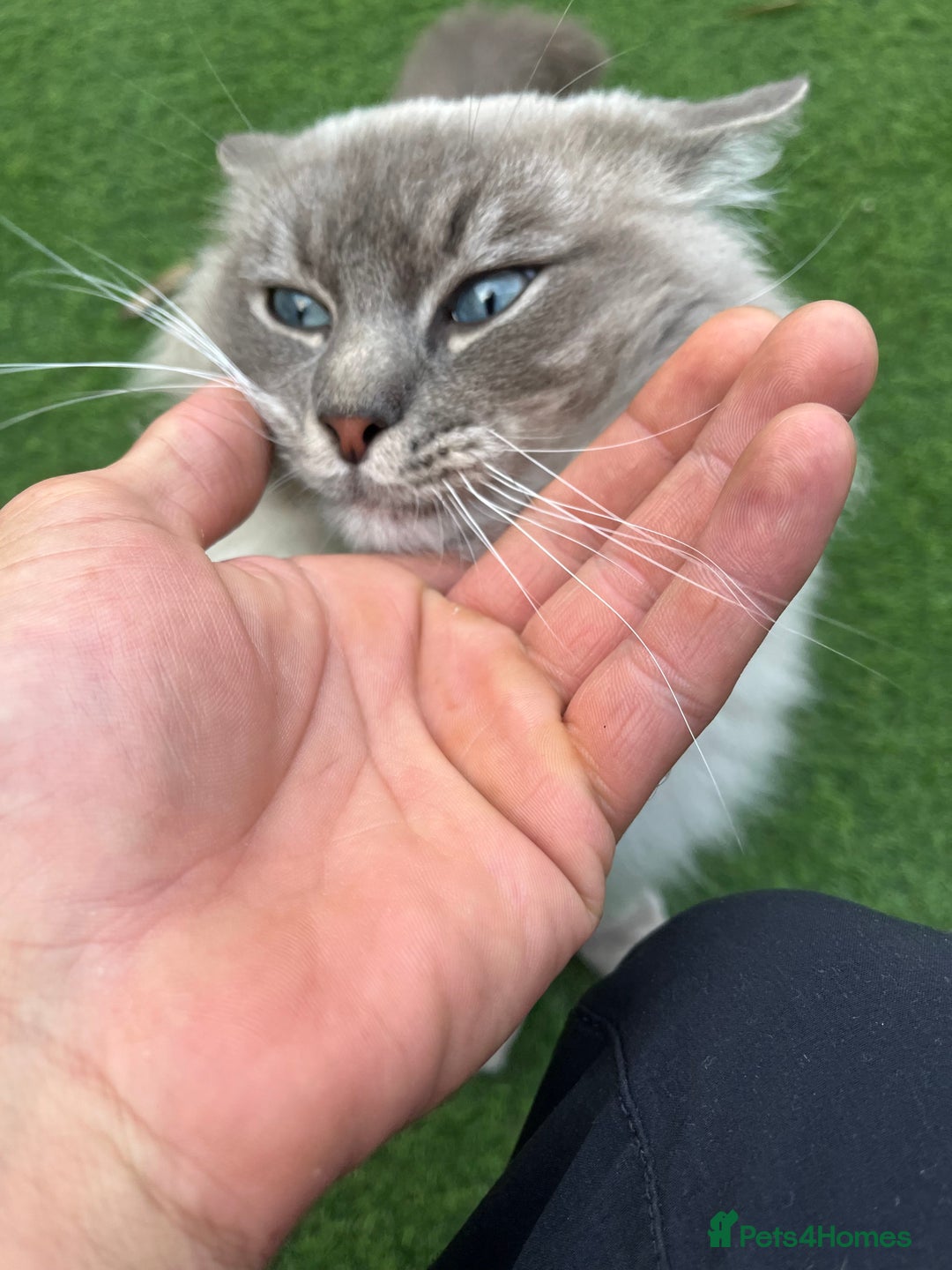 Ragdoll cats for sale: Buttons pure ragdoll - Image 10