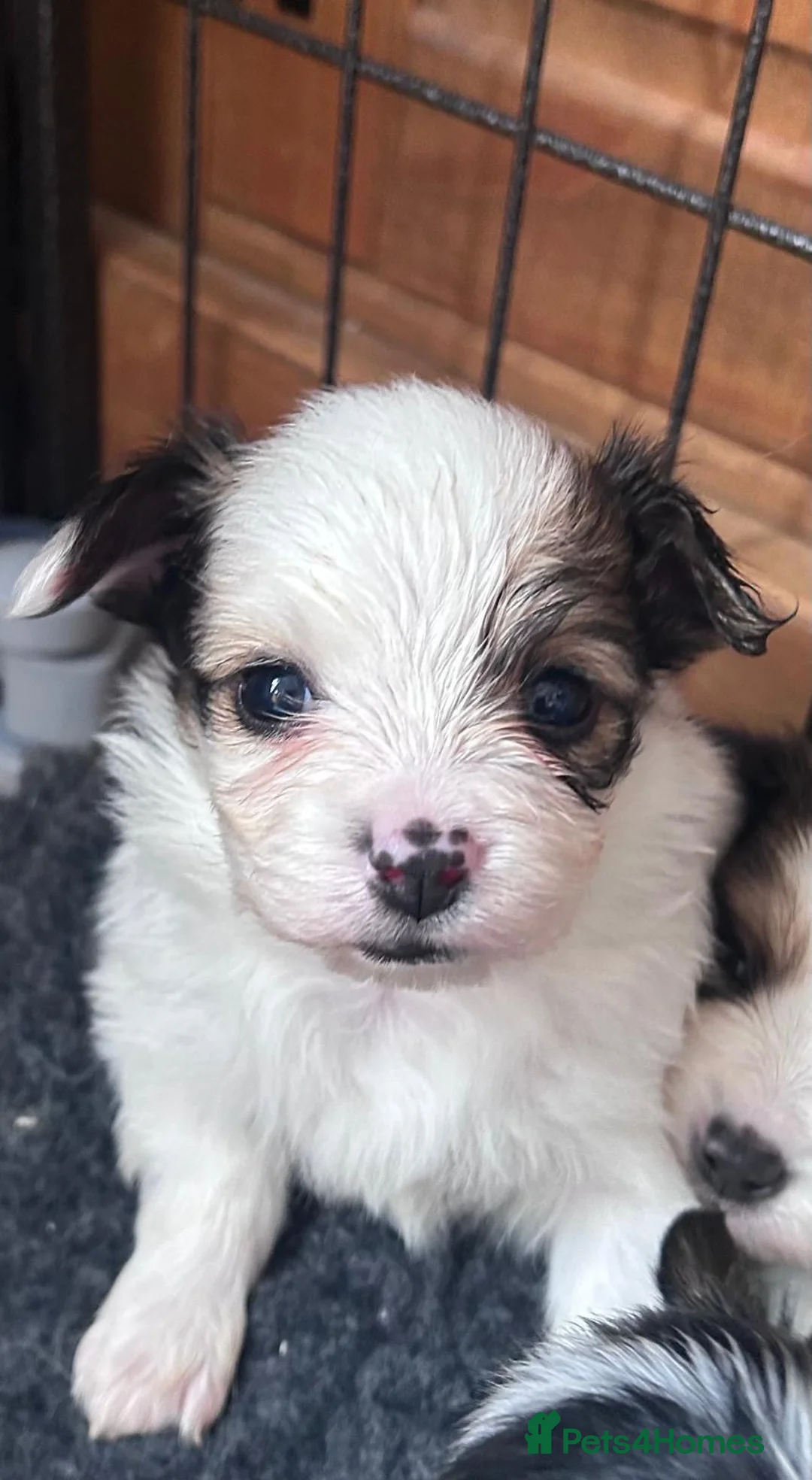 Papillon dogs for sale: Kc reg Papillon boys  - Advert 3