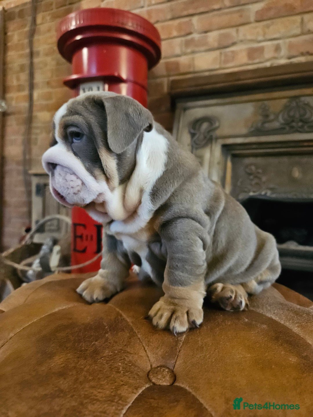 English Bulldog dogs for sale: Outstanding KC English Bulldogs, Top Quality Pups - Image 29