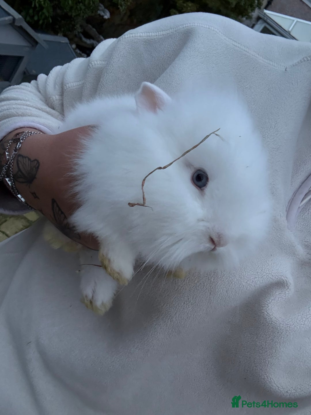 Lionhead rabbits for sale: Lionhead babies - Advert 2