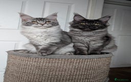 Maine Coon cats for sale:  LAST Black Smoke Maine coon girl available  - Image 10