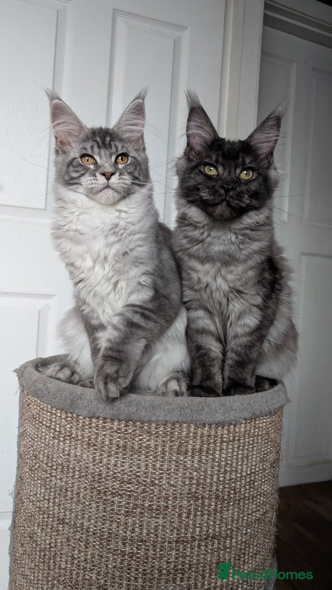 Maine Coon cats for sale:  LAST Black Smoke Maine coon girl available  - Image 10