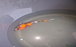 Koi Carp fish for sale: Koi for sale - Image 8