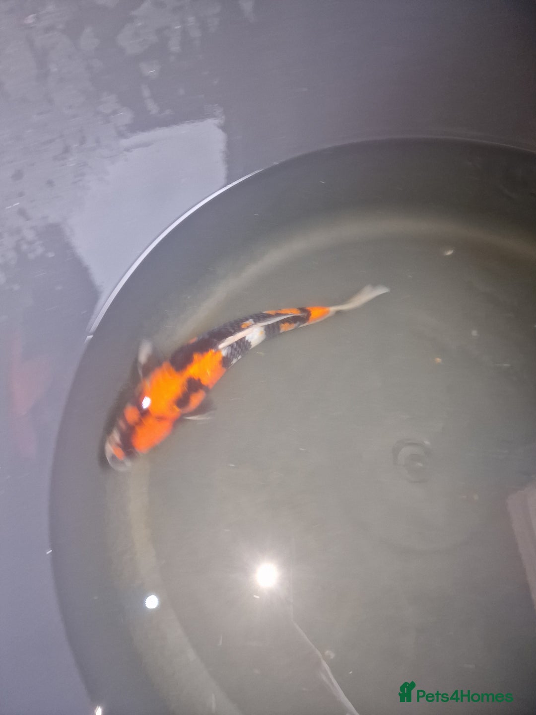 Koi Carp fish for sale: Koi for sale - Image 8