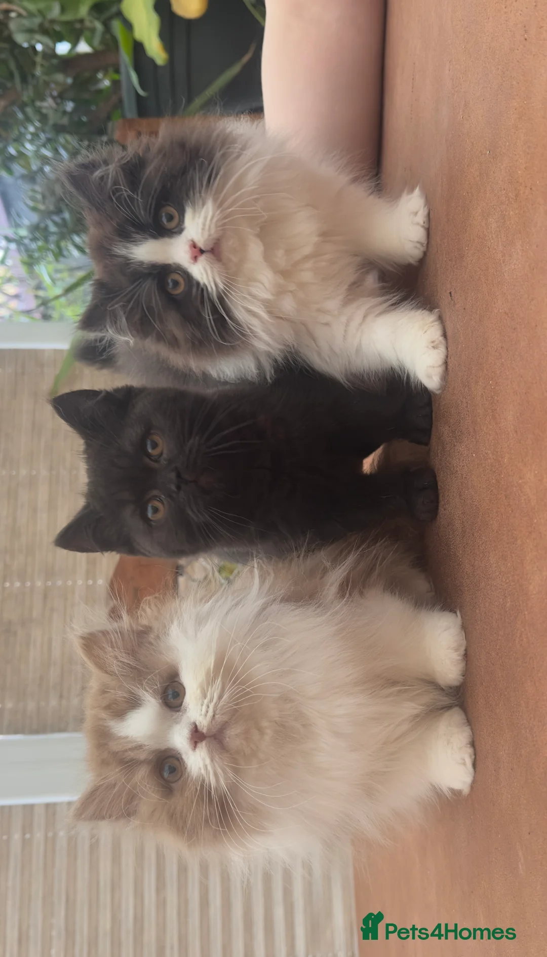 British Longhair cats for sale: British Boys - Advert 2