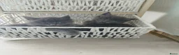 Maine Coon cats for sale: Purebred Maine Coon Kittens - Advert 2