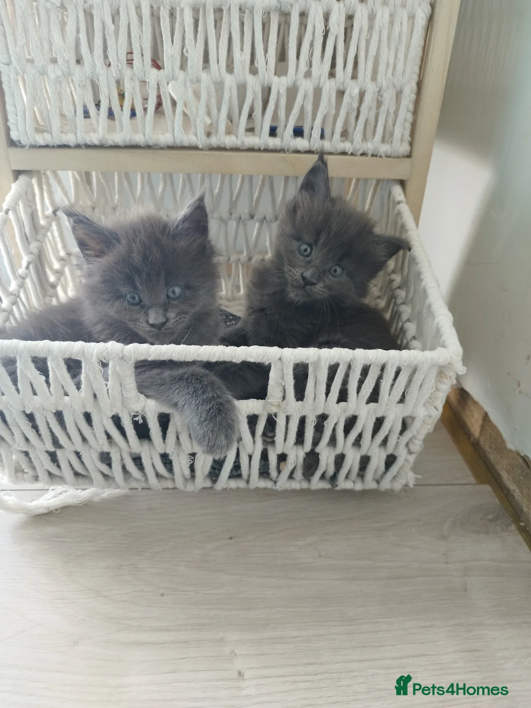 Maine Coon cats for sale: Purebred Maine Coon Kittens - Advert 2