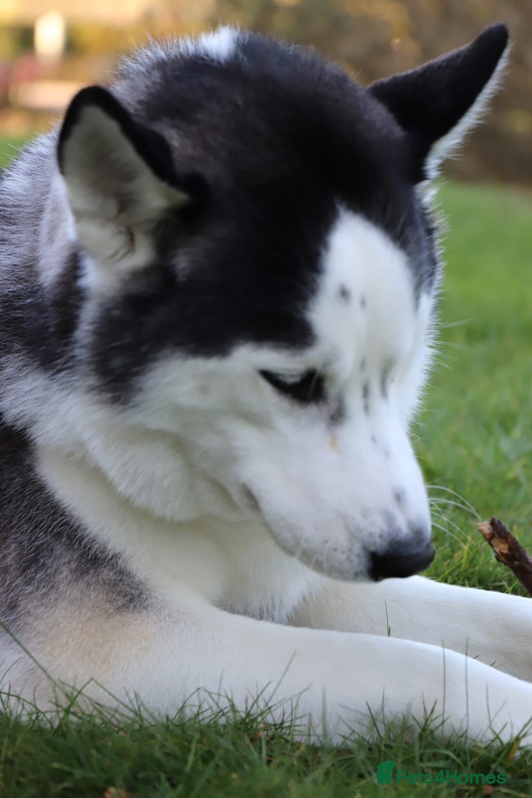 Siberian Husky dogs for stud: Proven Siberian Husky FOR STUD - Image 3