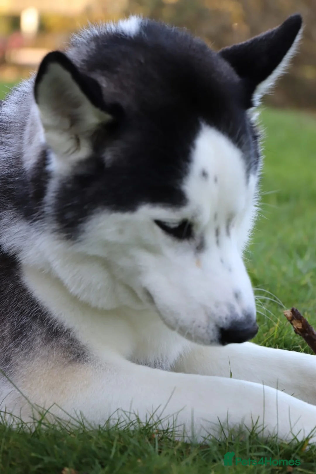 Siberian Husky dogs for stud: Proven Siberian Husky FOR STUD - Advert 4