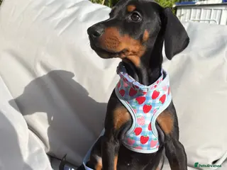 Dobermann dogs Ready now Kc Health tested Black & Tan girls - Advert 2