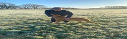 Labrador Retriever dogs for stud: Proven KC Fully Health Tested Fox Red Labrador in Carlisle - Advert 8