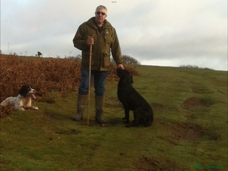 Labrador Retriever dogs - Advert 9