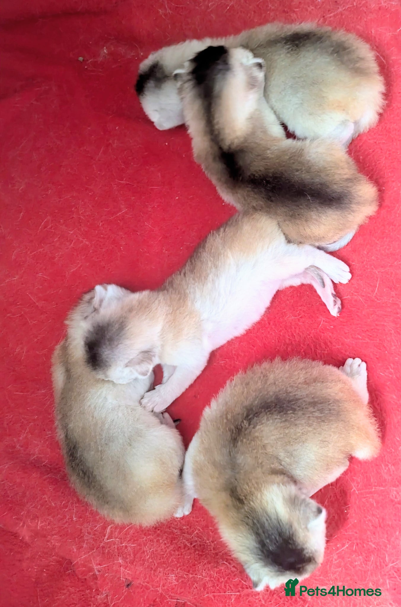 Abyssinian cats for sale: GCCF registered Abyssinian Kittens  - Advert 1
