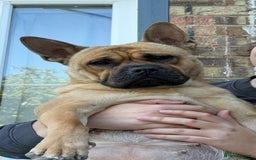 Mixed Breed dogs for sale: 2 year old chow chow x frenchie - Image 1