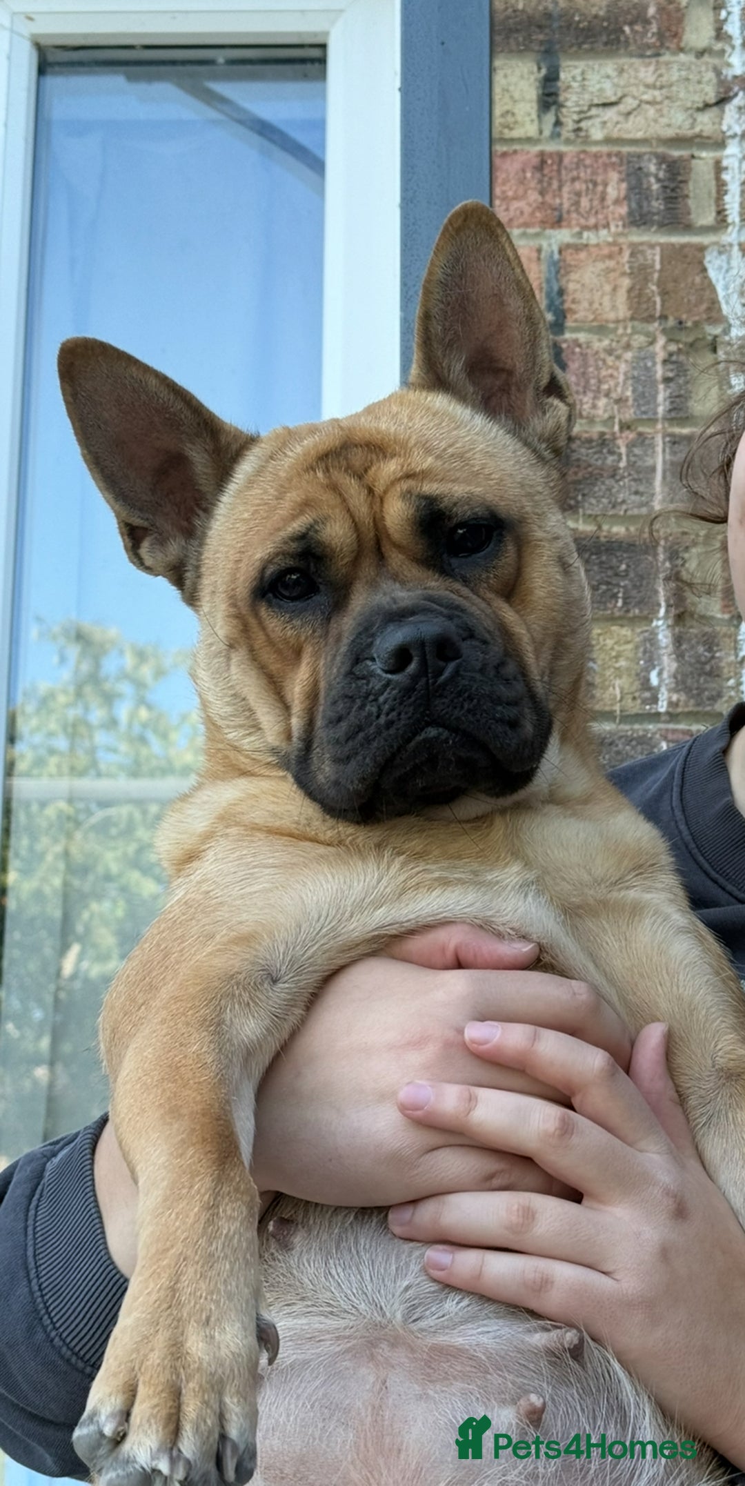 Mixed Breed dogs for sale: 2 year old chow chow x frenchie - Image 1