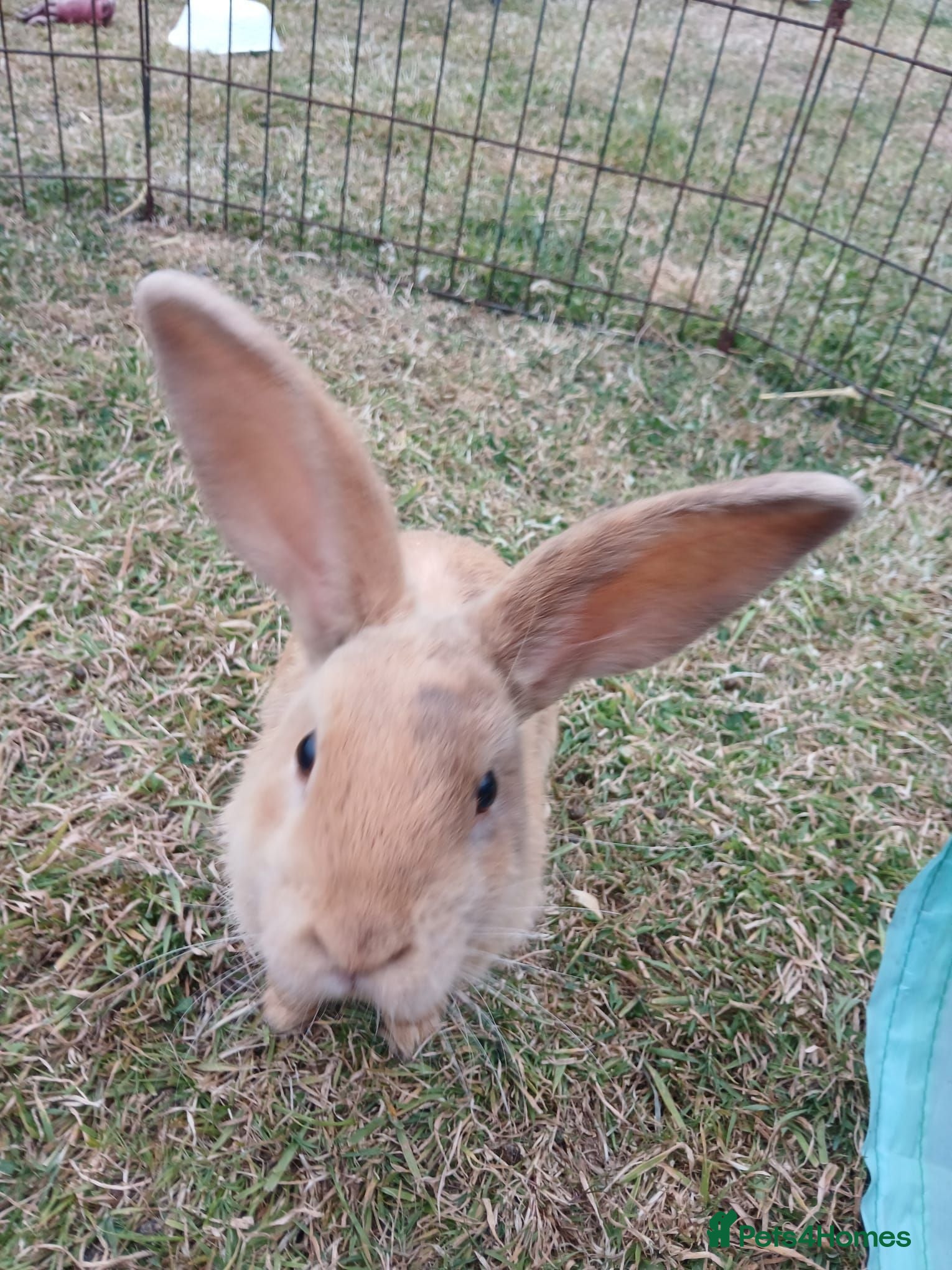 Mixed Breed rabbits Mini lop cross babies  - Advert 3