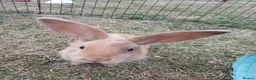Mixed Breed rabbits for sale: Mini lop cross babies  - Advert 1