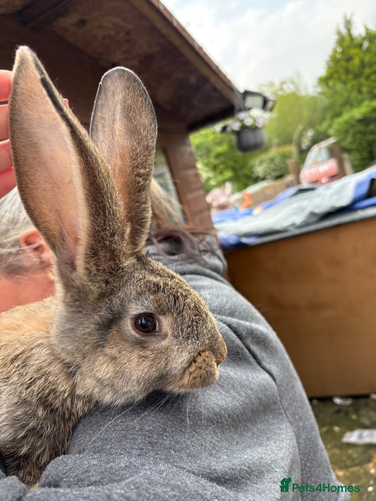 Continental Giant rabbits for sale: Gorgeous litter of continental giant bunnies😍 - Advert 6