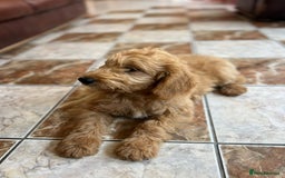 Mini Goldendoodle dogs for sale: GoldenDoodles Date of birth 01.05.2025 - Image 14