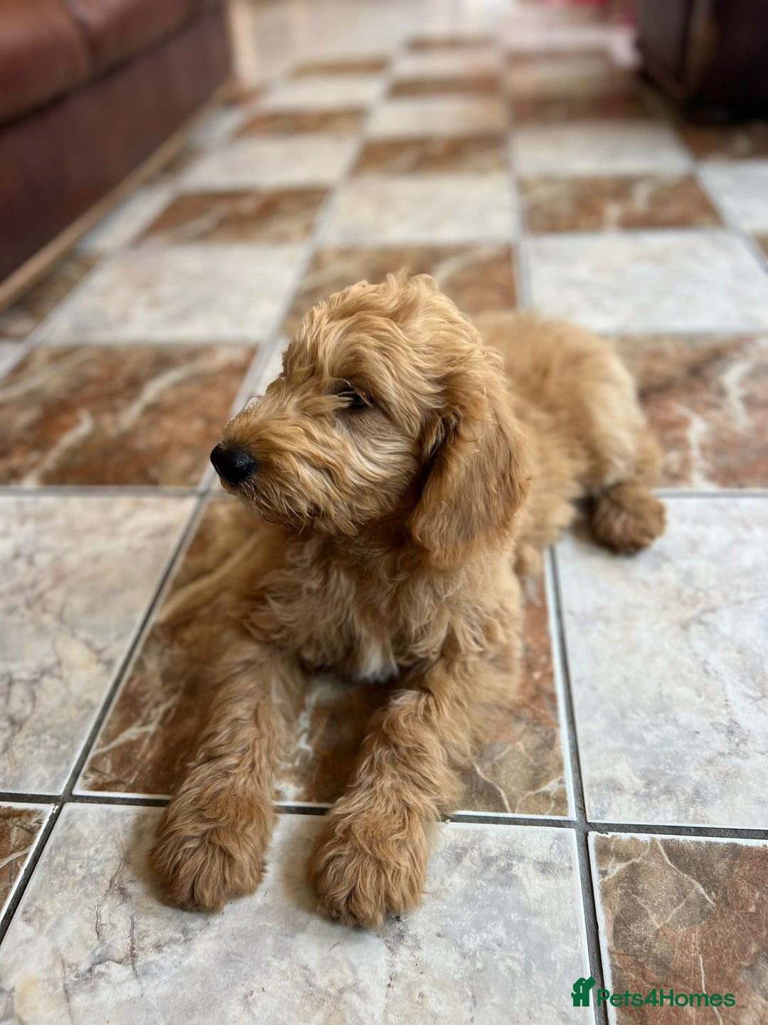 Mini Goldendoodle dogs for sale: GoldenDoodles Date of birth 01.05.2025 - Image 14