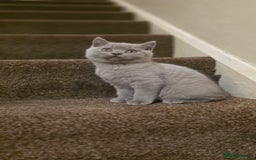 British Shorthair cats for sale: British shorthair  - Image 12