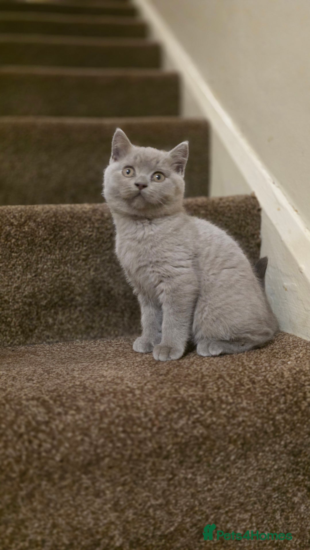 British Shorthair cats for sale: British shorthair  - Image 12