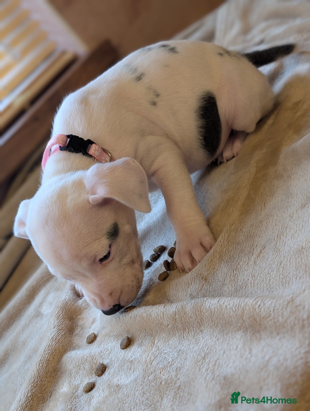 Staffordshire Bull Terrier dogs for sale: Blue/blue&white staffs - Image 36