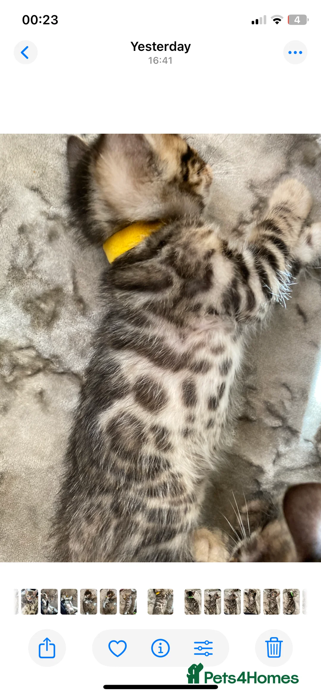 Bengal cats for sale: Silver and Brown Pedigree Bengal Kittens For Sale  - Advert 12