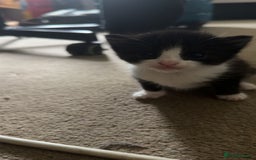Mixed Breed cats for sale: Adorable kittens looking for their forever home  - Image 10