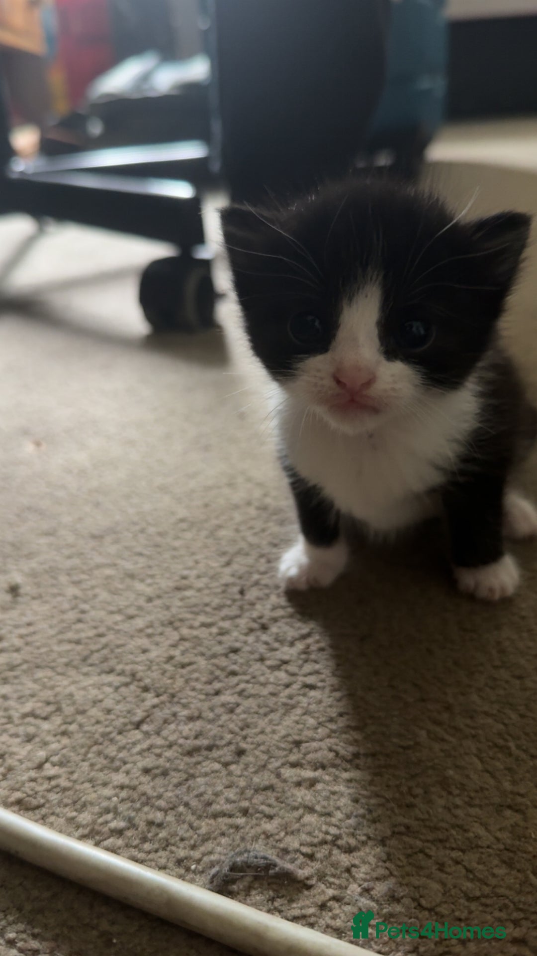 Mixed Breed cats for sale: Adorable kittens looking for their forever home  - Image 10