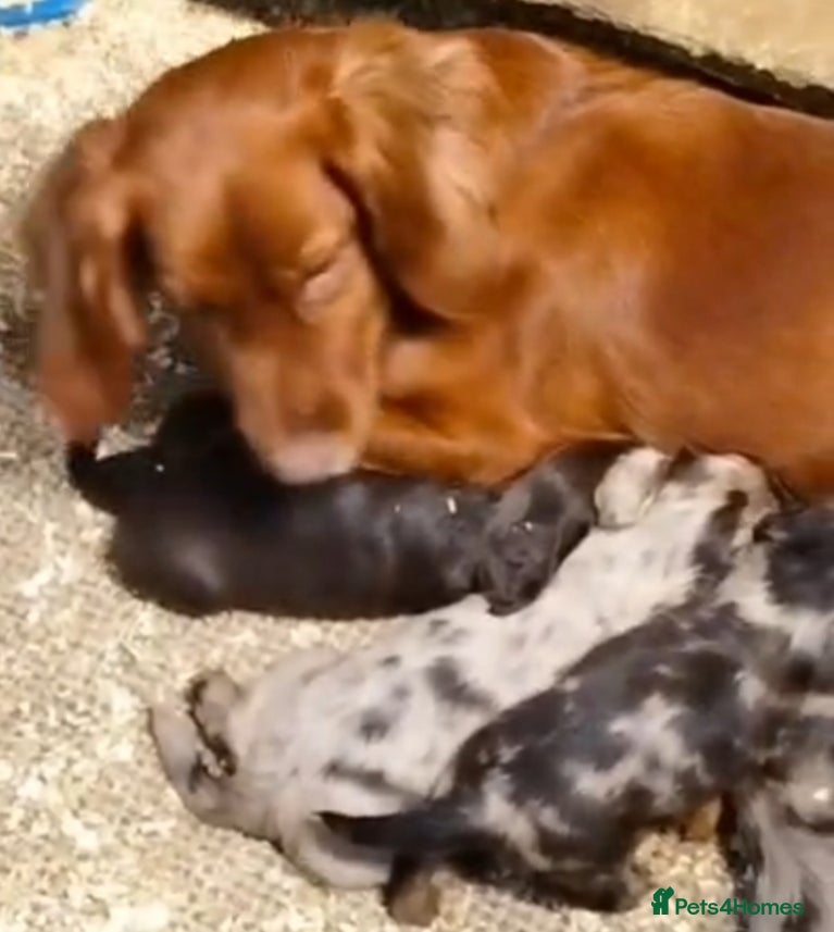Cocker Spaniel dogs STUNNING COCKER SPANIEL PUPS  - Advert 1