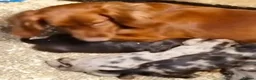 Cocker Spaniel dogs for sale: STUNNING COCKER SPANIEL PUPS  - Advert 1