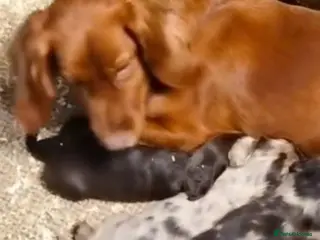 Cocker Spaniel dogs STUNNING COCKER SPANIEL PUPS - Advert 1