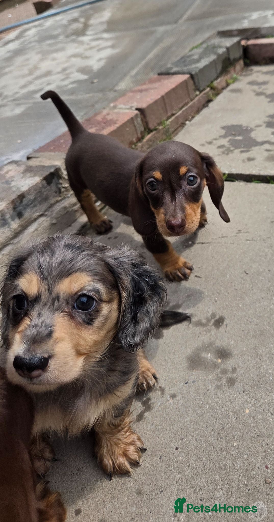 Miniature Dachshund dogs Kc Miniature Dachshund - Advert 6