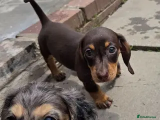 Miniature Dachshund dogs Kc Miniature Dachshund - Advert 6