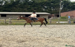 English Thoroughbred horses for sale: Mother daughter share types  - Image 10