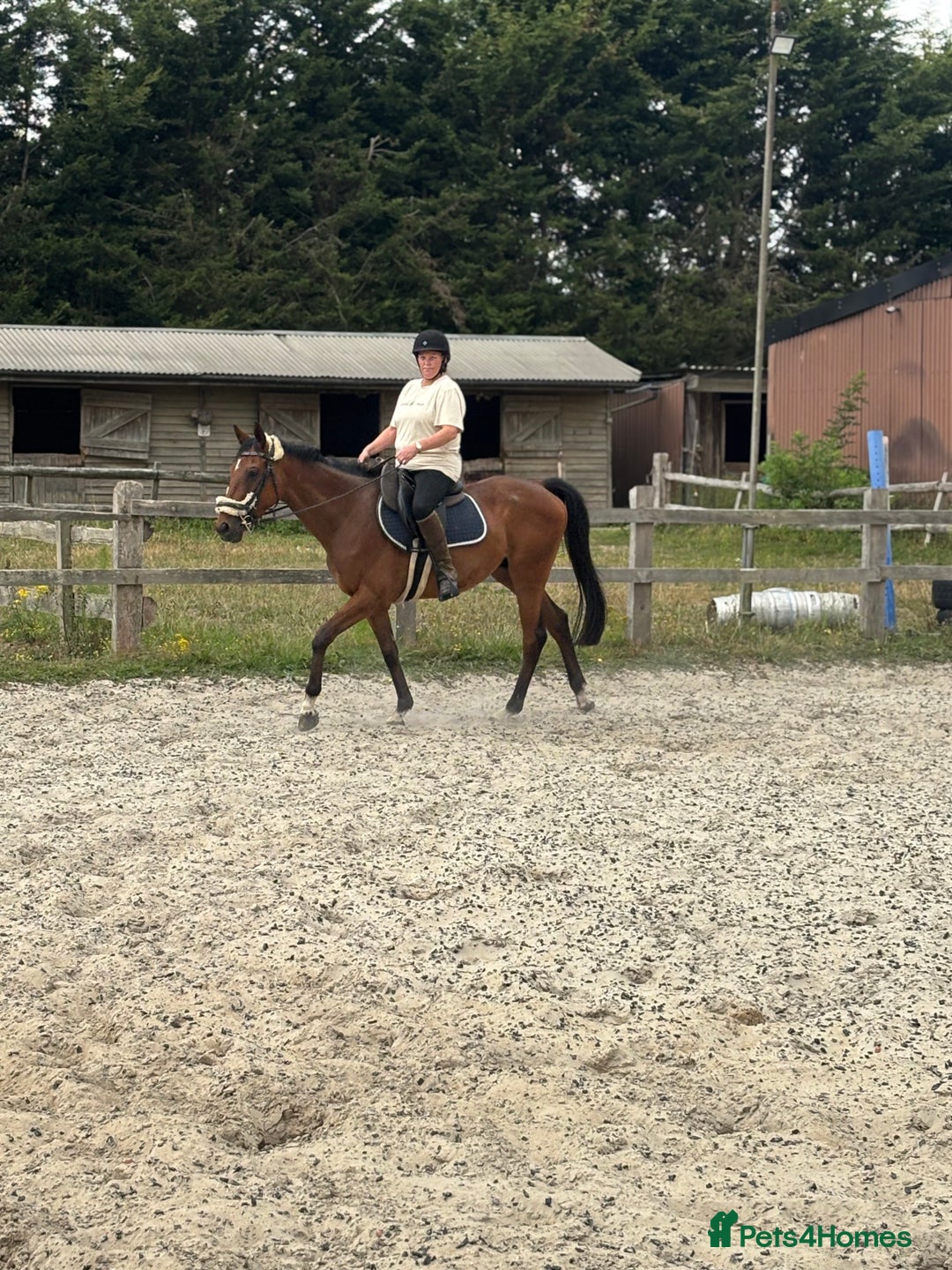 English Thoroughbred horses for sale: Mother daughter share types  - Image 10