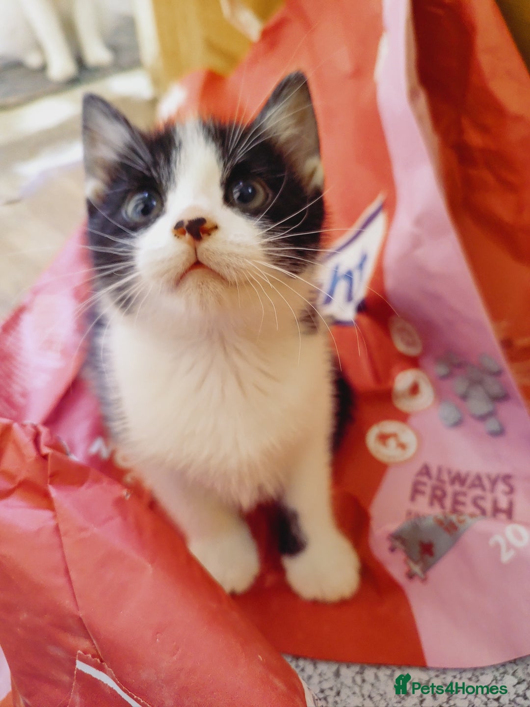 Domestic Shorthair cats for sale: Two female kittens looking for their forever homes - Image 13