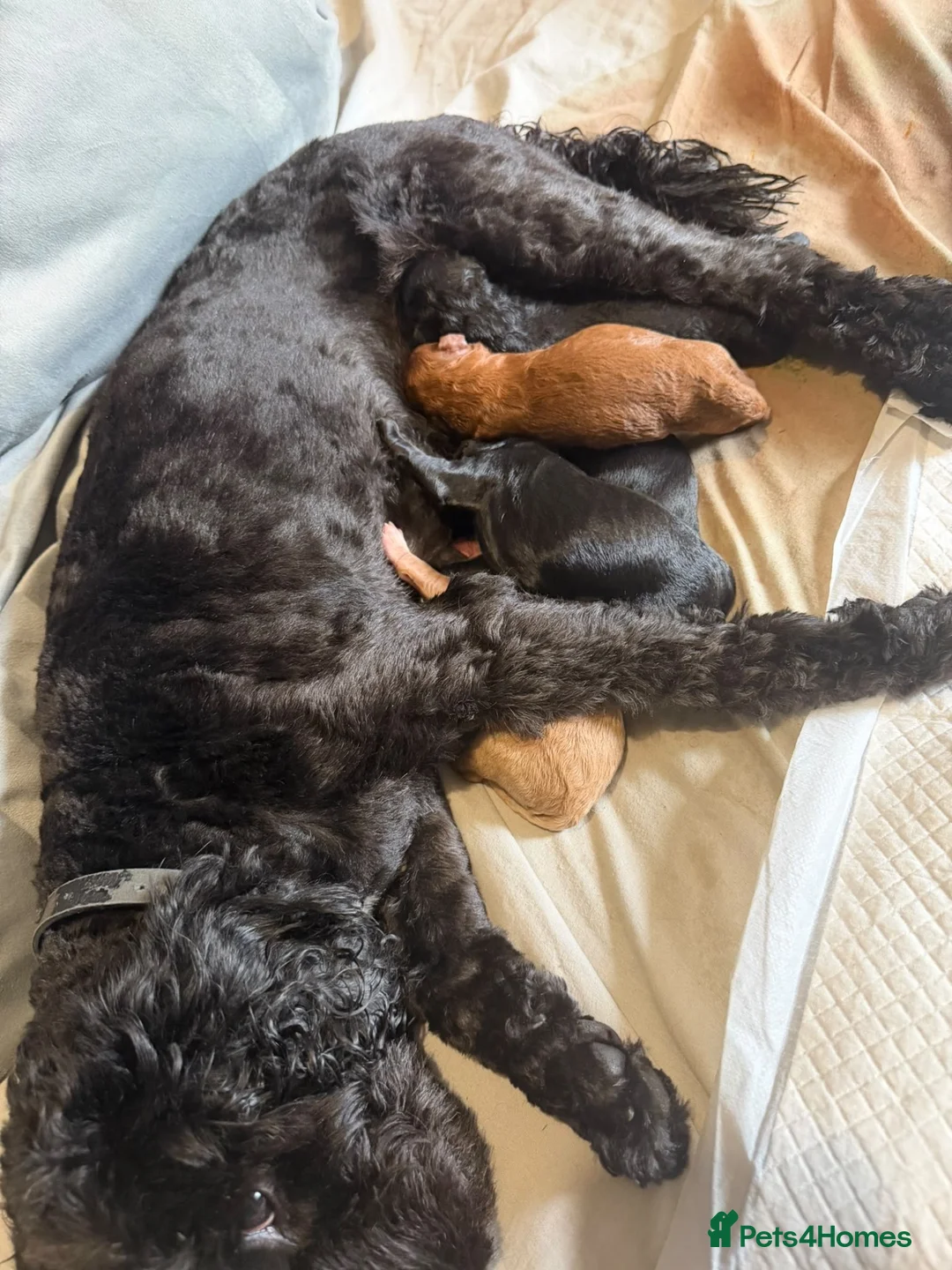 Cockapoo dogs for sale: Puppy  - Advert 25