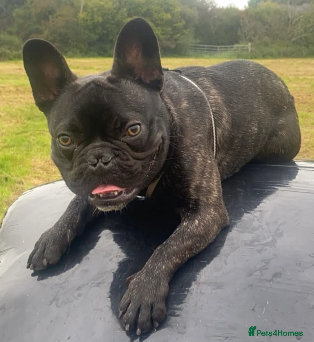 French Bulldog dogs for stud: 3-Year-Old French Bulldog Available for Stud  - Advert 3