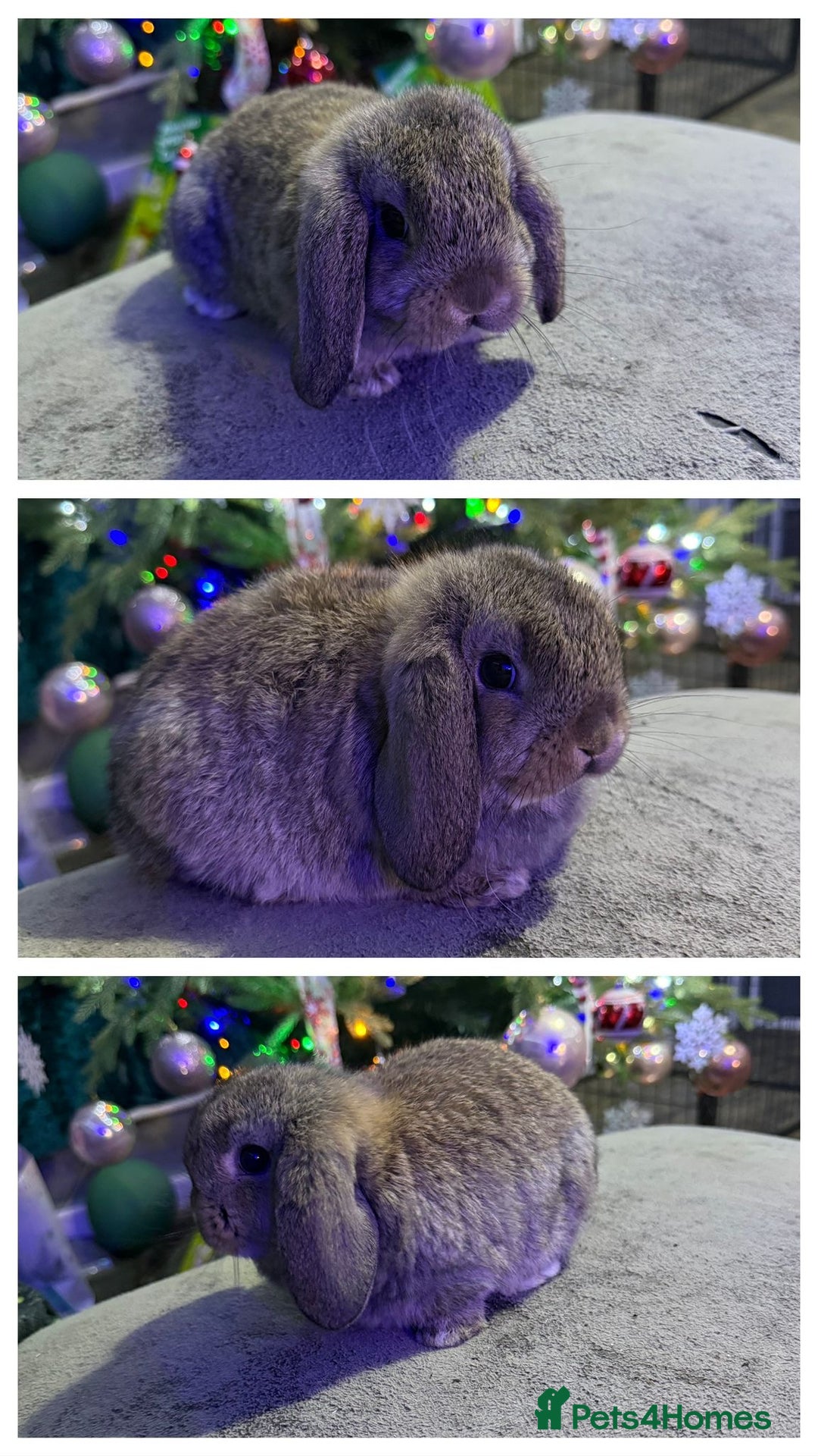 Mini Lop rabbits for sale: 🩷 Beautiful mini lops 🩷 - Advert 2