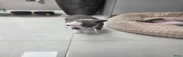 Boston Terrier dogs for sale: Health-Tested KC Registered Boston Terrier Puppies - Advert 11
