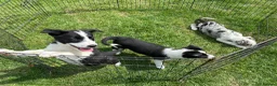 Border Collie dogs for sale: Outstanding Border Collie puppy’s  - Advert 7