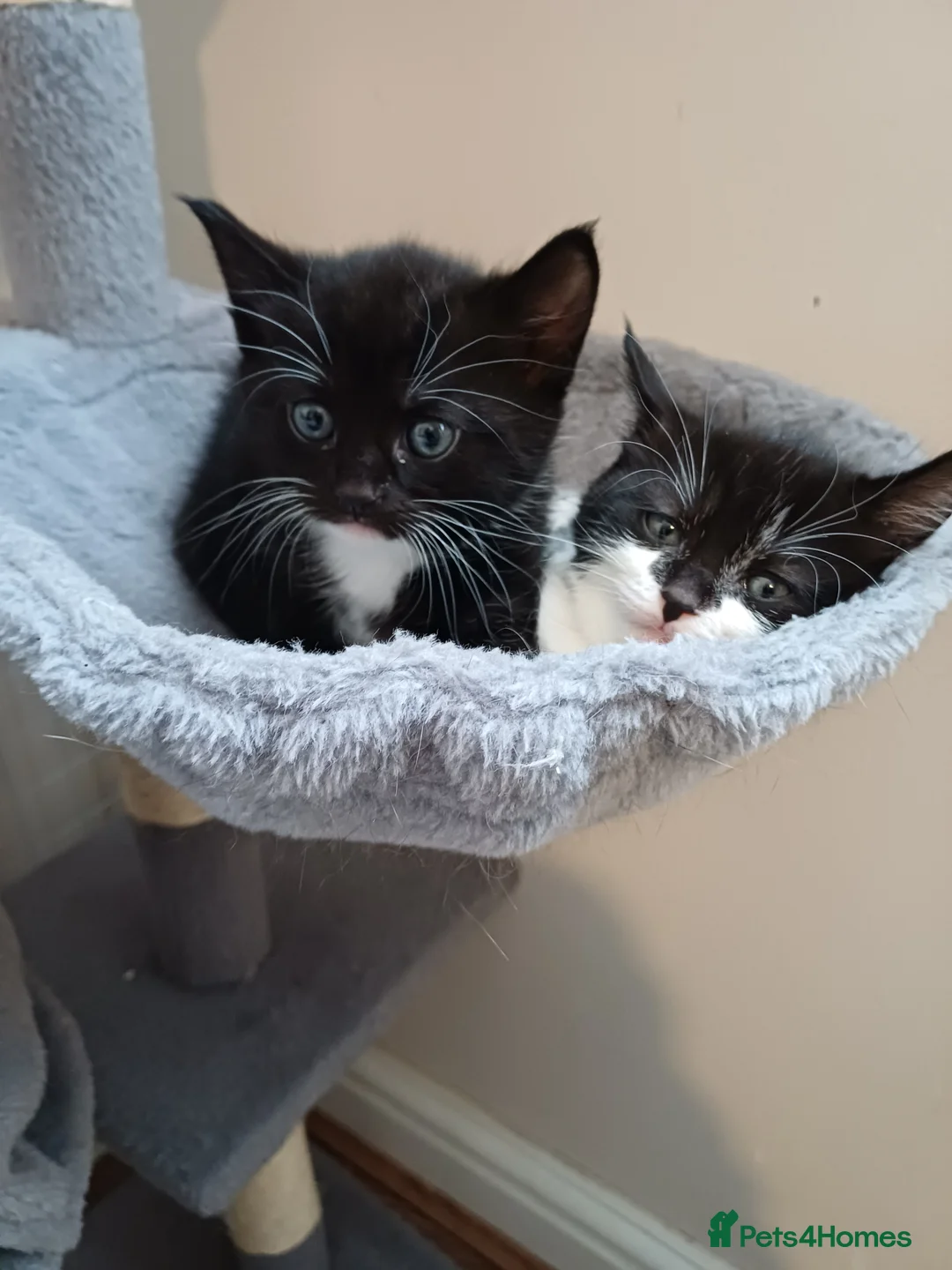 Mixed Breed cats for sale: Lovely kittens  - Advert 14