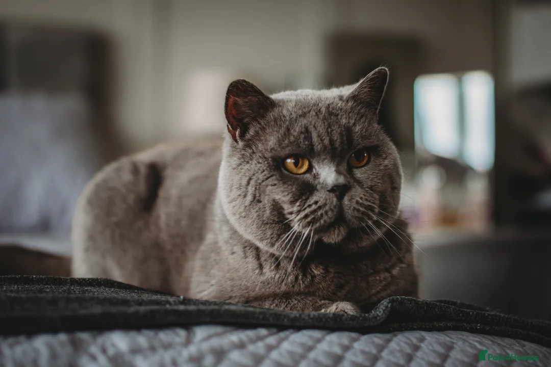 British Shorthair cats for sale: GCCF registered British Shorthair Kittens - Advert 12